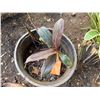 Image 2 : Potted Red Ti Plant Approx. 12"H