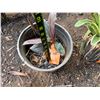 Image 3 : Potted Red Ti Plant Approx. 12"H