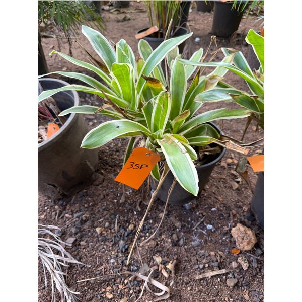 Potted Plant Approx. 18"H