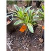 Image 1 : Potted Plant Approx. 18"H