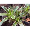 Image 2 : Potted Plant Approx. 18"H