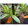 Image 3 : Potted Plant Approx. 18"H