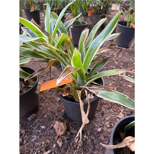 Potted Plant Approx. 18"H