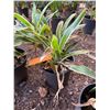 Image 1 : Potted Plant Approx. 18"H