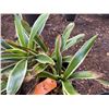 Image 2 : Potted Plant Approx. 18"H