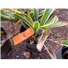 Image 3 : Potted Plant Approx. 18"H