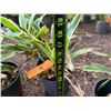Image 4 : Potted Plant Approx. 18"H