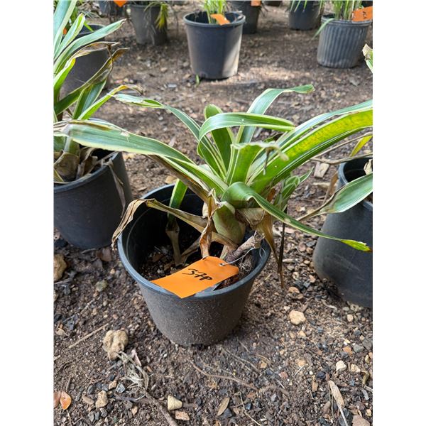 Potted Plant Approx. 16"H