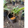 Image 1 : Potted Plant Approx. 16"H