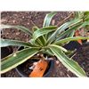 Image 2 : Potted Plant Approx. 16"H