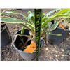 Image 4 : Potted Plant Approx. 16"H