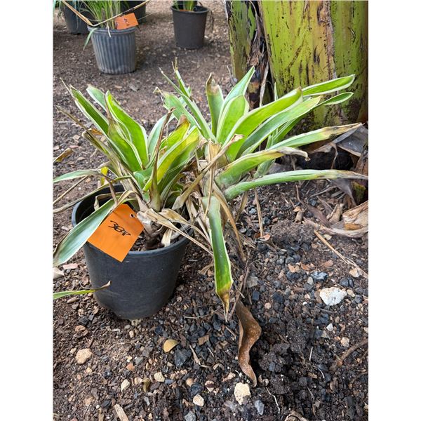 Potted Plant Approx. 20"H