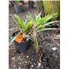 Image 1 : Potted Plant Approx. 20"H