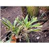 Image 2 : Potted Plant Approx. 20"H