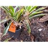 Image 3 : Potted Plant Approx. 20"H