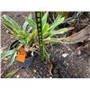 Image 4 : Potted Plant Approx. 20"H