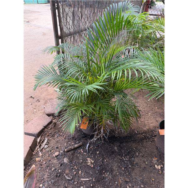 Potted Palm Plant Approx. 50"H
