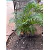 Image 1 : Potted Palm Plant Approx. 50"H