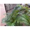 Image 2 : Potted Palm Plant Approx. 50"H