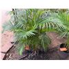 Image 3 : Potted Palm Plant Approx. 50"H