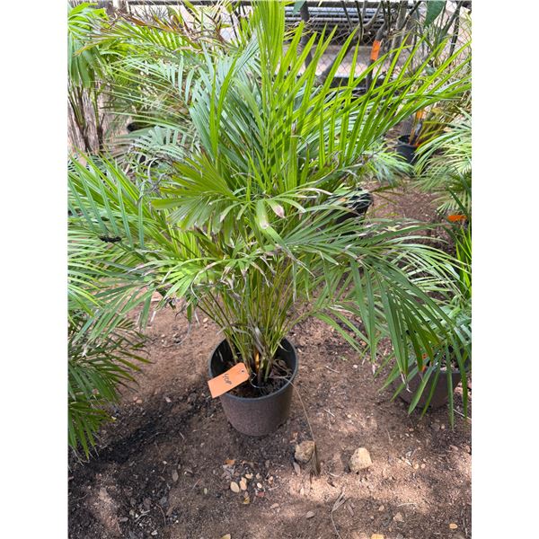 Potted Palm Plant Approx. 44"H