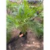Image 1 : Potted Palm Plant Approx. 44"H