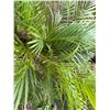 Image 2 : Potted Palm Plant Approx. 44"H