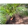Image 3 : Potted Palm Plant Approx. 44"H