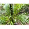 Image 4 : Potted Palm Plant Approx. 44"H