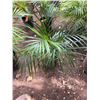 Image 1 : Potted Palm Plant Approx. 32"H
