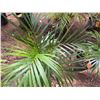 Image 2 : Potted Palm Plant Approx. 32"H