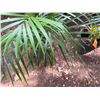 Image 3 : Potted Palm Plant Approx. 32"H