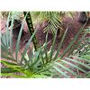 Image 4 : Potted Palm Plant Approx. 32"H