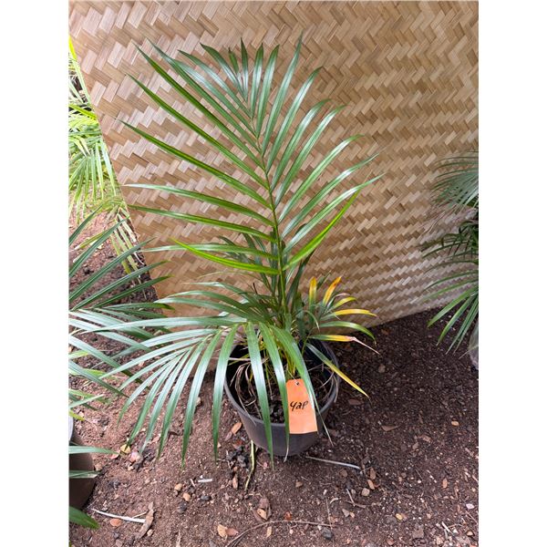 Potted Palm Plant Approx. 36"H