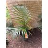 Image 1 : Potted Palm Plant Approx. 36"H