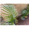 Image 2 : Potted Palm Plant Approx. 36"H