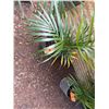 Image 3 : Potted Palm Plant Approx. 36"H