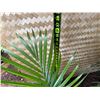 Image 4 : Potted Palm Plant Approx. 36"H