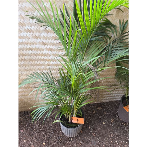 Potted Palm Plant Approx. 44"H