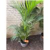 Image 1 : Potted Palm Plant Approx. 44"H