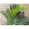 Image 2 : Potted Palm Plant Approx. 44"H