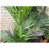 Image 3 : Potted Palm Plant Approx. 44"H