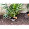 Image 4 : Potted Palm Plant Approx. 44"H