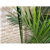 Image 5 : Potted Palm Plant Approx. 44"H