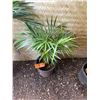Image 1 : Potted Palm Plant Approx. 32"H