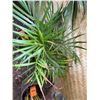 Image 2 : Potted Palm Plant Approx. 32"H