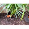 Image 3 : Potted Palm Plant Approx. 32"H