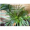 Image 4 : Potted Palm Plant Approx. 32"H
