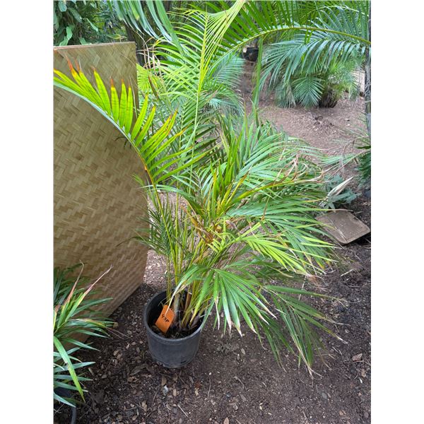 Potted Palm Plant Approx. 55"H