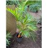 Image 1 : Potted Palm Plant Approx. 55"H